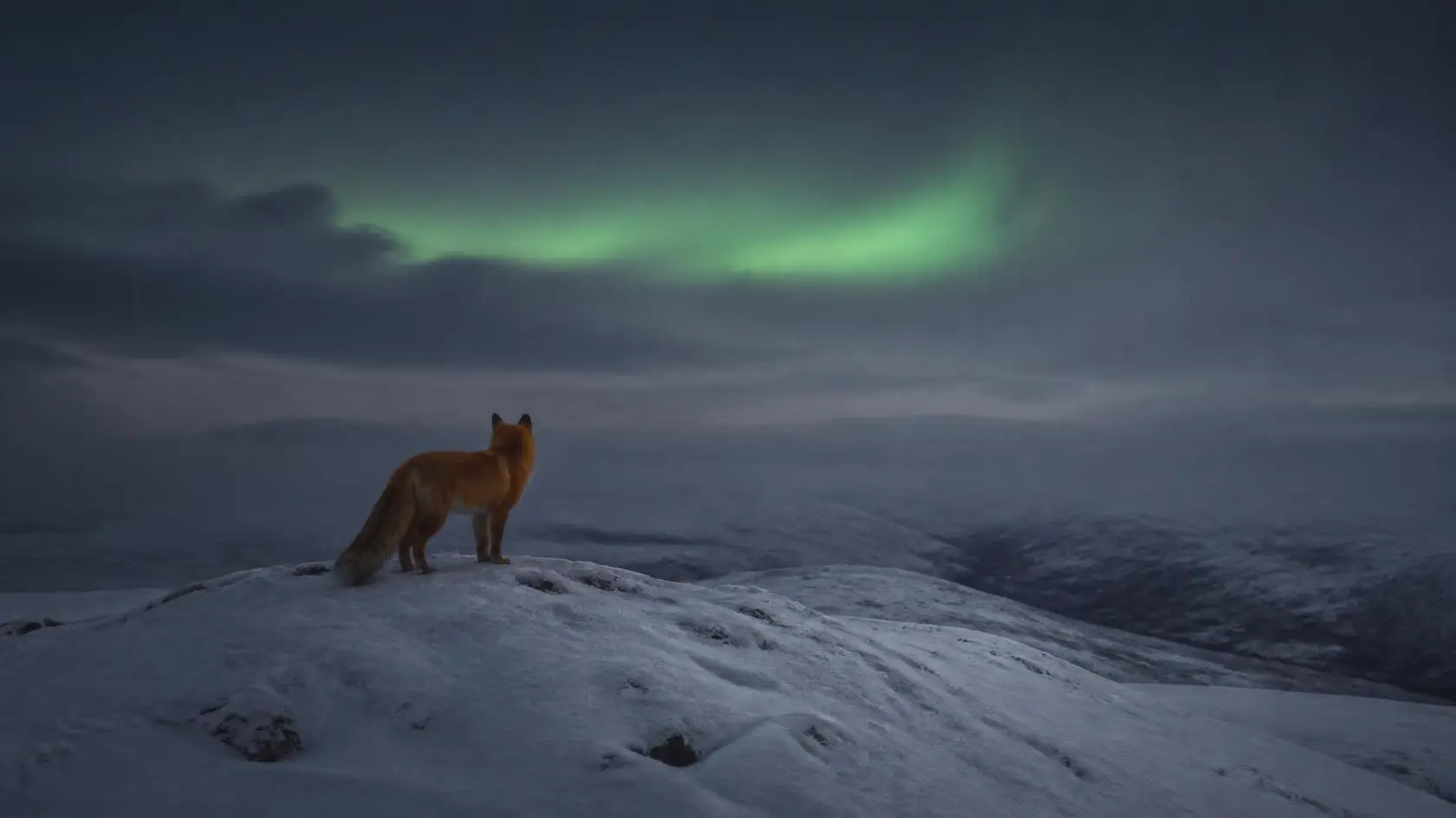 A red fox standing on a snowy hill in Lapland, watching a green aurora on the horizon.